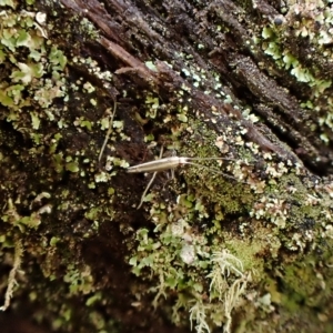 Acrocercops laciniella at Aranda, ACT - 2 May 2023