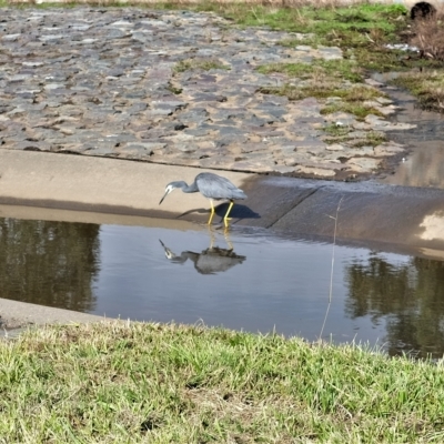 Egretta novaehollandiae (White-faced Heron) at Gungahlin, ACT - 2 May 2023 by TrishGungahlin