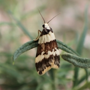 Halone sejuncta at Aranda, ACT - 2 May 2023 04:24 PM