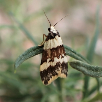 Halone sejuncta (Variable Halone) at Aranda, ACT - 2 May 2023 by CathB