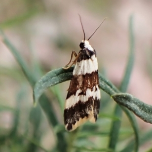 Halone sejuncta at Aranda, ACT - 2 May 2023