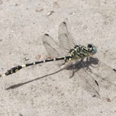 Austrogomphus cornutus (Unicorn Hunter) at Tharwa, ACT - 13 Dec 2020 by RomanSoroka