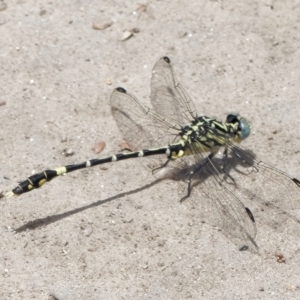 Austrogomphus cornutus at Tharwa, ACT - 13 Dec 2020 12:55 PM