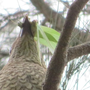 Caedicia simplex at Paddys River, ACT - 4 Feb 2023