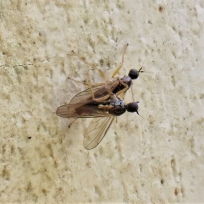 Chelipodini (tribe) (Dance fly) at Aranda Bushland - 2 May 2023 by CathB