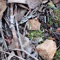 Caleana minor (Small Duck Orchid) at Aranda Bushland - 2 May 2023 by CathB