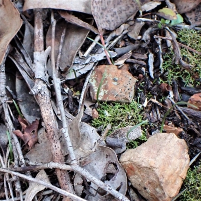 Caleana minor (Small Duck Orchid) at Aranda, ACT - 2 May 2023 by CathB