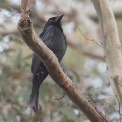 Dicrurus bracteatus (Spangled Drongo) at ANBG - 3 May 2023 by rawshorty