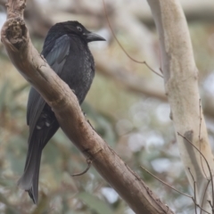 Dicrurus bracteatus at Acton, ACT - 3 May 2023