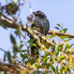 Dicrurus bracteatus (Spangled Drongo) at ANBG - 3 May 2023 by JohnHurrell