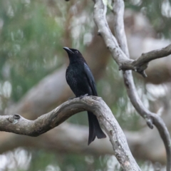 Dicrurus bracteatus at Acton, ACT - 3 May 2023