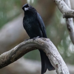 Dicrurus bracteatus at Acton, ACT - 3 May 2023