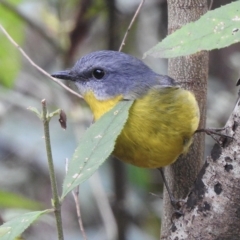 Eopsaltria australis (Eastern Yellow Robin) at Genoa, VIC - 29 Apr 2023 by GlossyGal