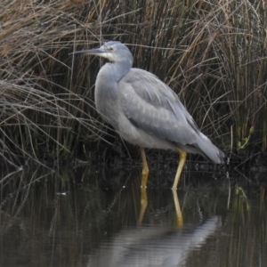 Egretta novaehollandiae at Mallacoota, VIC - 29 Apr 2023