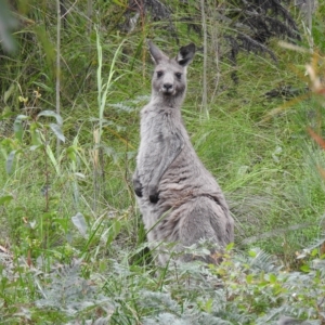 Macropus giganteus at Mallacoota, VIC - 29 Apr 2023