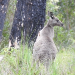 Macropus giganteus at Mallacoota, VIC - 29 Apr 2023 12:32 PM