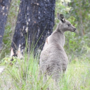 Macropus giganteus at Mallacoota, VIC - 29 Apr 2023