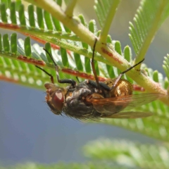 Calliphora sp. (genus) (Unidentified blowfly) at O'Connor, ACT - 27 Feb 2023 by ConBoekel