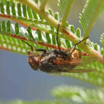 Calliphora sp. (genus) (Unidentified blowfly) at O'Connor, ACT - 26 Feb 2023 by ConBoekel