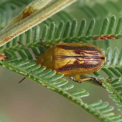 Calomela juncta (Leaf beetle) at Dryandra St Woodland - 26 Feb 2023 by ConBoekel