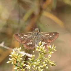 Dispar compacta (Barred Skipper) at O'Connor, ACT - 27 Feb 2023 by ConBoekel