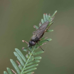 Chiromyza sp. (genus) (A soldier fly) at O'Connor, ACT - 27 Feb 2023 by ConBoekel