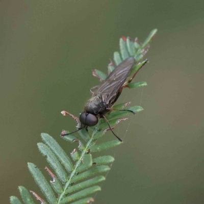 Chiromyza sp. (genus) (A soldier fly) at Dryandra St Woodland - 26 Feb 2023 by ConBoekel