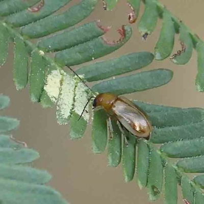 Galerucini sp. (tribe) (A galerucine leaf beetle) at Dryandra St Woodland - 26 Feb 2023 by ConBoekel