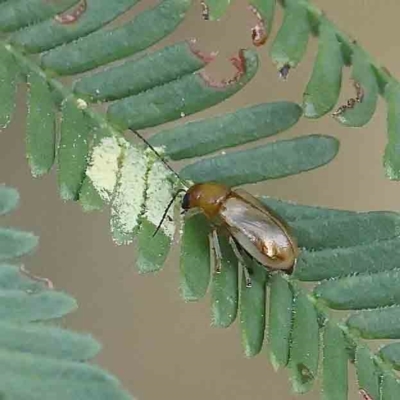 Galerucini sp. (tribe) (A galerucine leaf beetle) at O'Connor, ACT - 27 Feb 2023 by ConBoekel