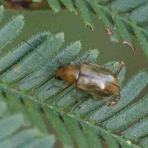 Galerucini sp. (tribe) at O'Connor, ACT - 27 Feb 2023