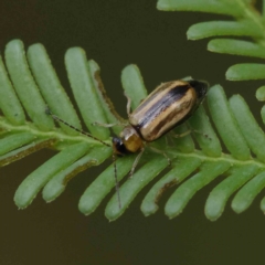 Monolepta froggatti (Leaf beetle) at Dryandra St Woodland - 26 Feb 2023 by ConBoekel