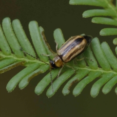 Monolepta froggatti (Leaf beetle) at O'Connor, ACT - 26 Feb 2023 by ConBoekel