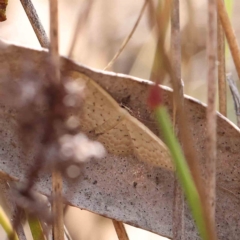 Idaea philocosma (Flecked Wave) at O'Connor, ACT - 27 Feb 2023 by ConBoekel