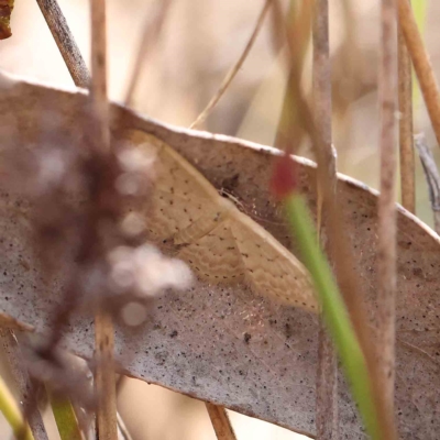 Idaea philocosma (Flecked Wave) at O'Connor, ACT - 26 Feb 2023 by ConBoekel