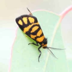 Asura lydia (Lydia Lichen Moth) at Dryandra St Woodland - 26 Feb 2023 by ConBoekel