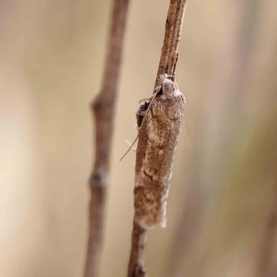 Philobota stella (A concealer moth) at Dryandra St Woodland - 26 Feb 2023 by ConBoekel