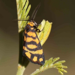 Asura lydia (Lydia Lichen Moth) at O'Connor, ACT - 26 Feb 2023 by ConBoekel