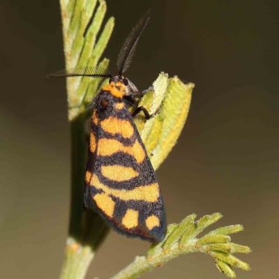 Asura lydia (Lydia Lichen Moth) at Dryandra St Woodland - 26 Feb 2023 by ConBoekel
