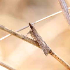 Eudonia cleodoralis (A Crambid moth) at O'Connor, ACT - 27 Feb 2023 by ConBoekel