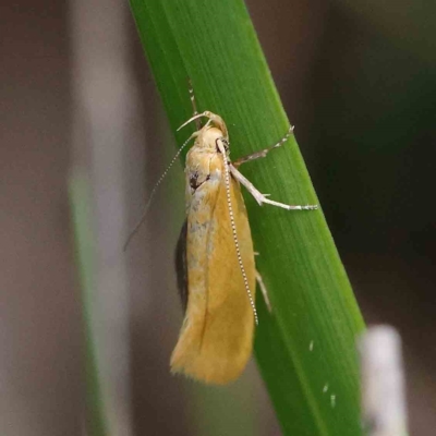 Eulechria electrodes (Yellow Eulechria Moth) at O'Connor, ACT - 27 Feb 2023 by ConBoekel