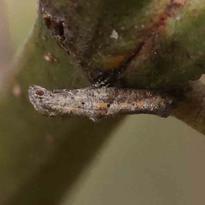 Epermenia exilis (Shark Moth (family Epermeniidae)) at Dryandra St Woodland - 26 Feb 2023 by ConBoekel