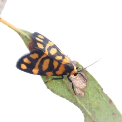 Asura lydia (Lydia Lichen Moth) at Dryandra St Woodland - 26 Feb 2023 by ConBoekel