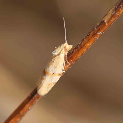 Merophyas divulsana (Lucerne Leafroller) at Dryandra St Woodland - 26 Feb 2023 by ConBoekel