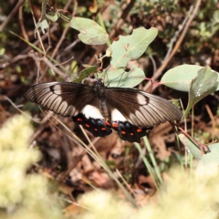 Papilio aegeus (Orchard Swallowtail, Large Citrus Butterfly) at Dryandra St Woodland - 26 Feb 2023 by ConBoekel