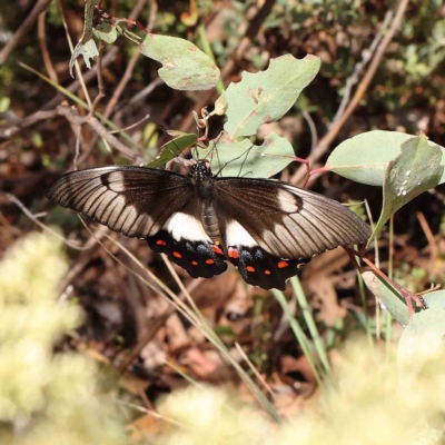 Papilio aegeus (Orchard Swallowtail, Large Citrus Butterfly) at Dryandra St Woodland - 26 Feb 2023 by ConBoekel