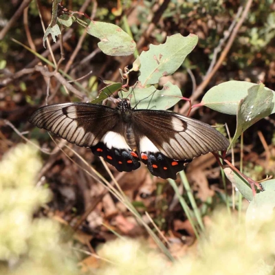 Papilio aegeus (Orchard Swallowtail, Large Citrus Butterfly) at O'Connor, ACT - 26 Feb 2023 by ConBoekel