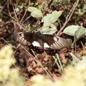 Papilio aegeus at O'Connor, ACT - 27 Feb 2023