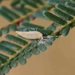 Unidentified Scale insect or Mealybug (Hemiptera, Coccoidea) at O'Connor, ACT - 26 Feb 2023 by ConBoekel