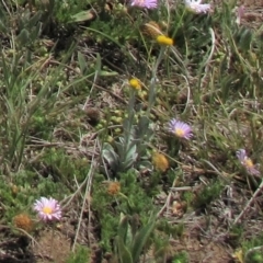 Chrysocephalum apiculatum (Common Everlasting) at Top Hut TSR - 17 Nov 2018 by AndyRoo