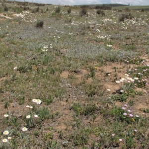 Chrysocephalum apiculatum at Dry Plain, NSW - 17 Nov 2018 11:23 AM